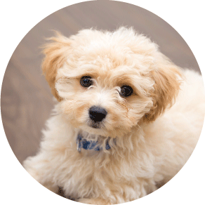 犬