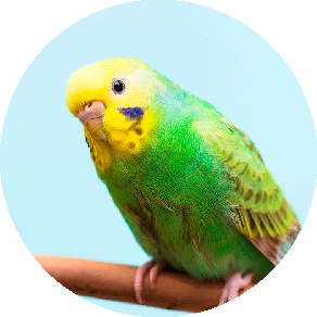 鳥類